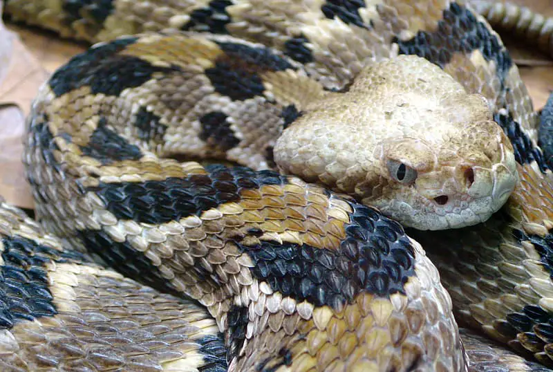 Las 3 serpientes venenosas de Ohio: vida silvestre explorada