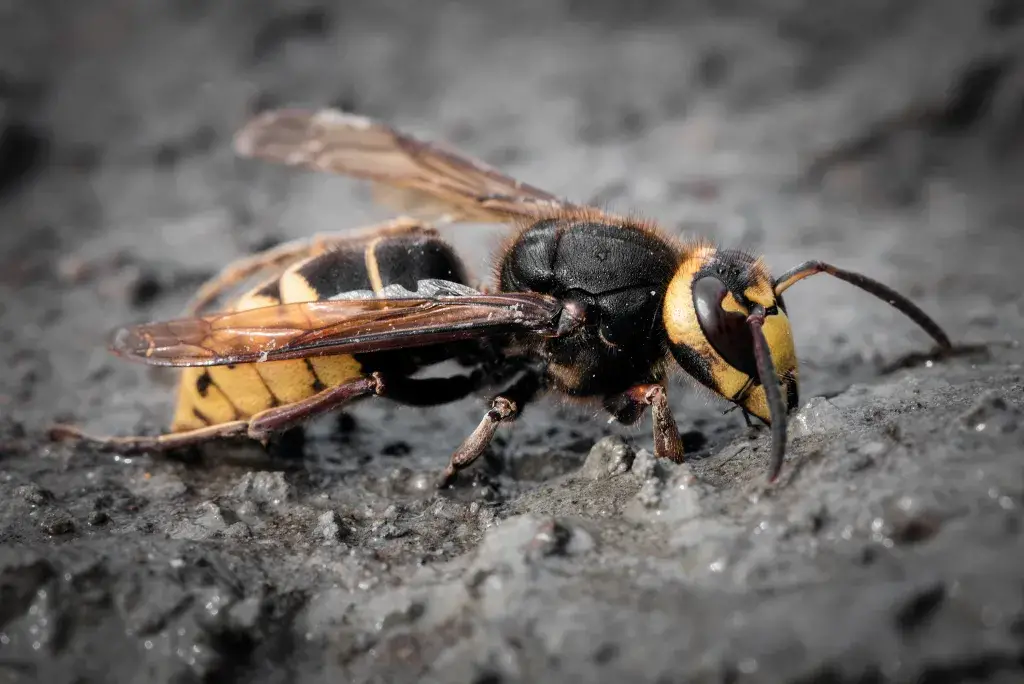 Más de 20 insectos y bichos imperdibles en Vietnam que muerden y pican