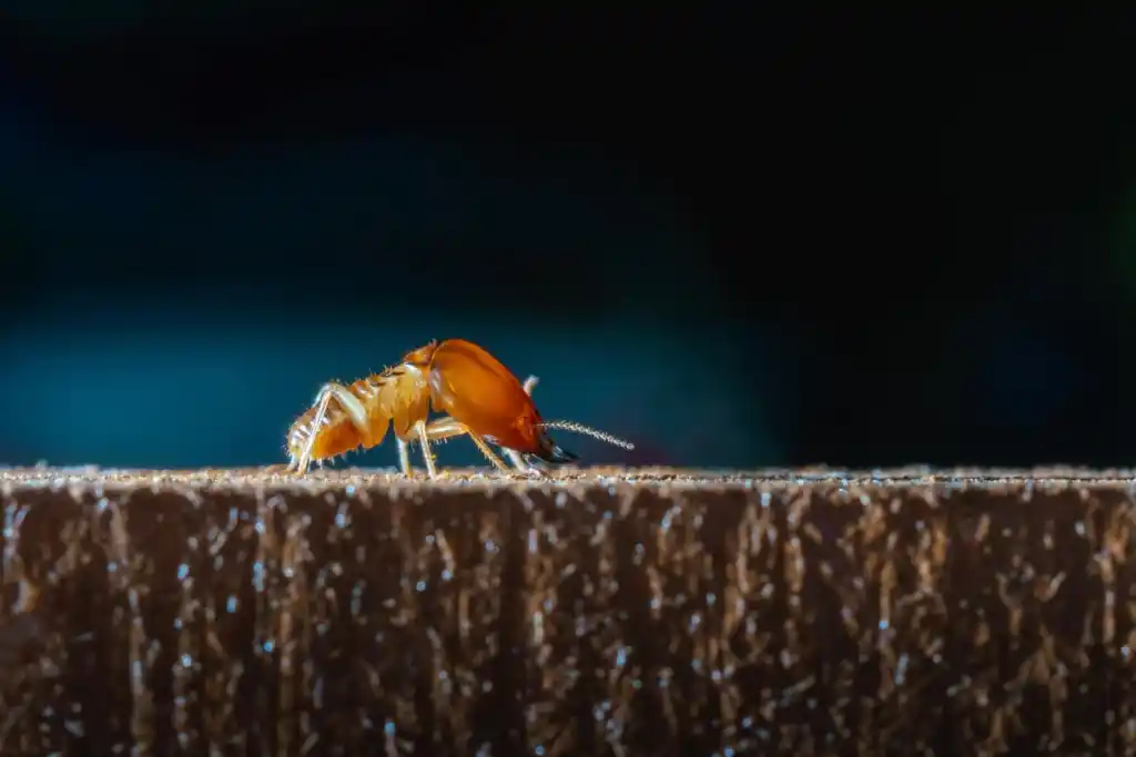 Más de 20 insectos y bichos imperdibles en Vietnam que muerden y pican