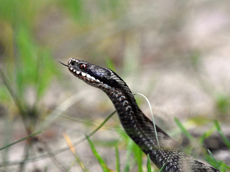Las 7 serpientes más venenosas de Israel que debes conocer