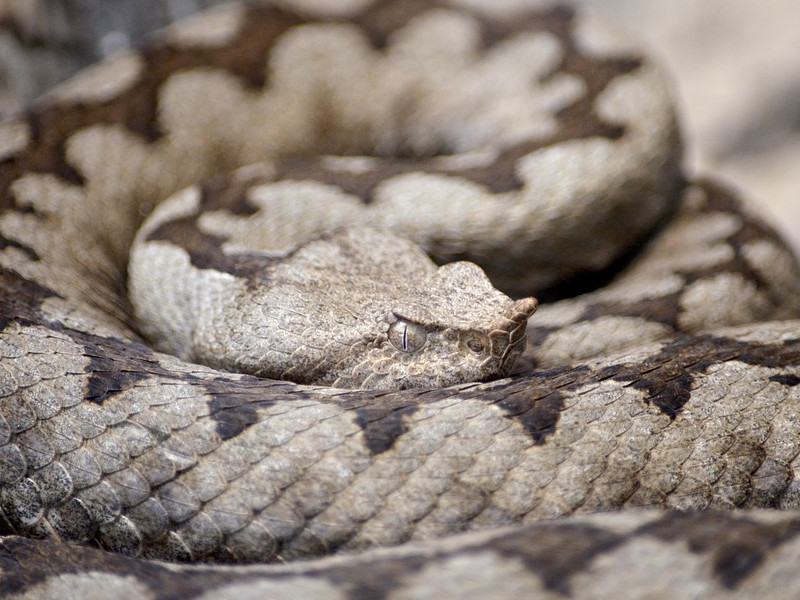 Las 7 serpientes más venenosas de Israel que debes conocer