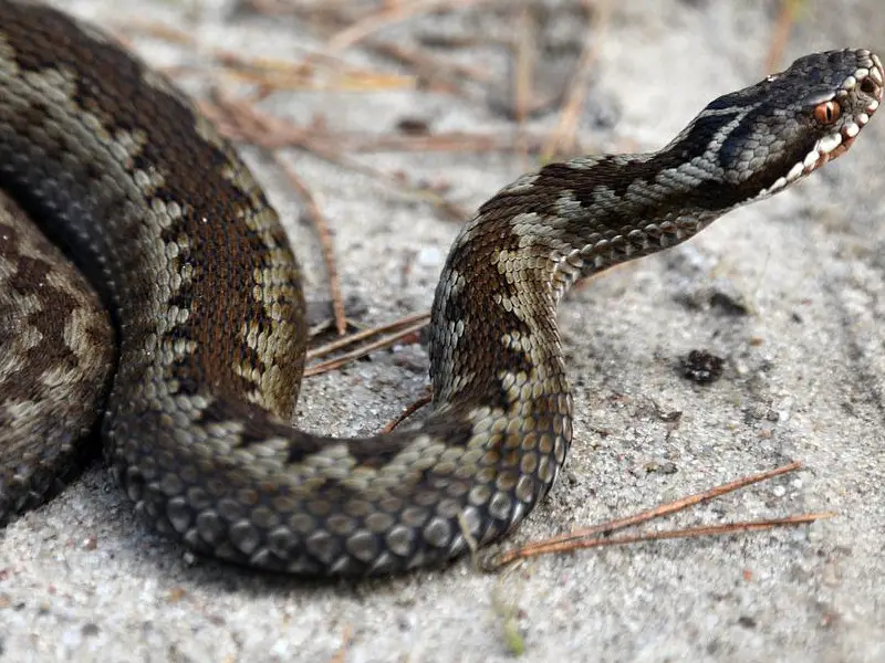 5 asombrosas serpientes no venenosas y venenosas en Rumania