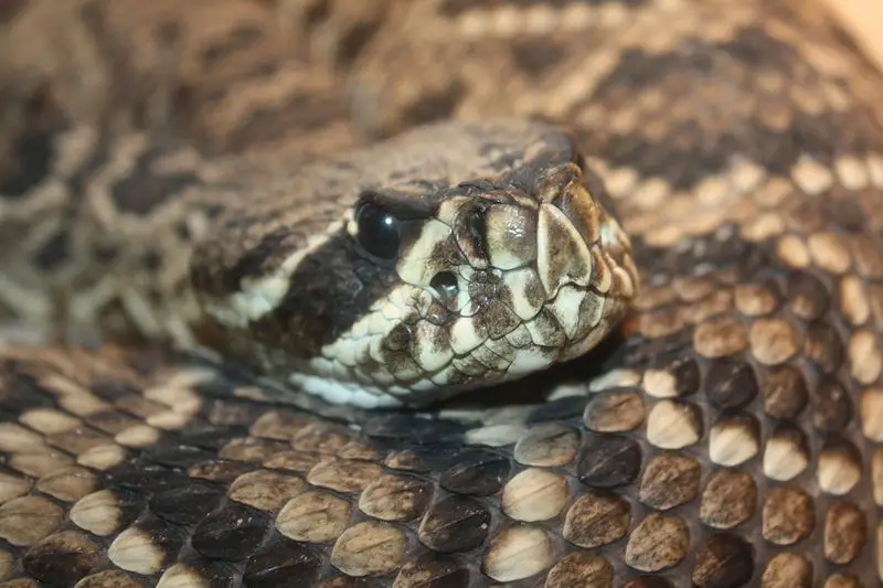 6 serpientes venenosas en Florida: las serpientes más letales exploradas