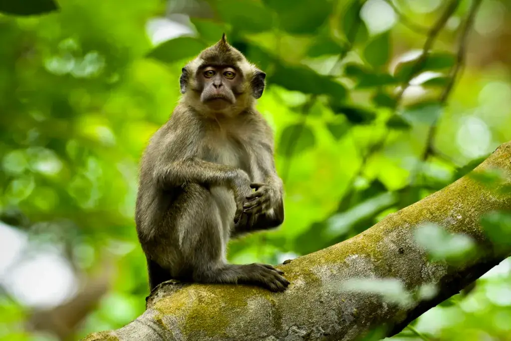 Los 15 animales más peligrosos de Bali y cómo evitarlos