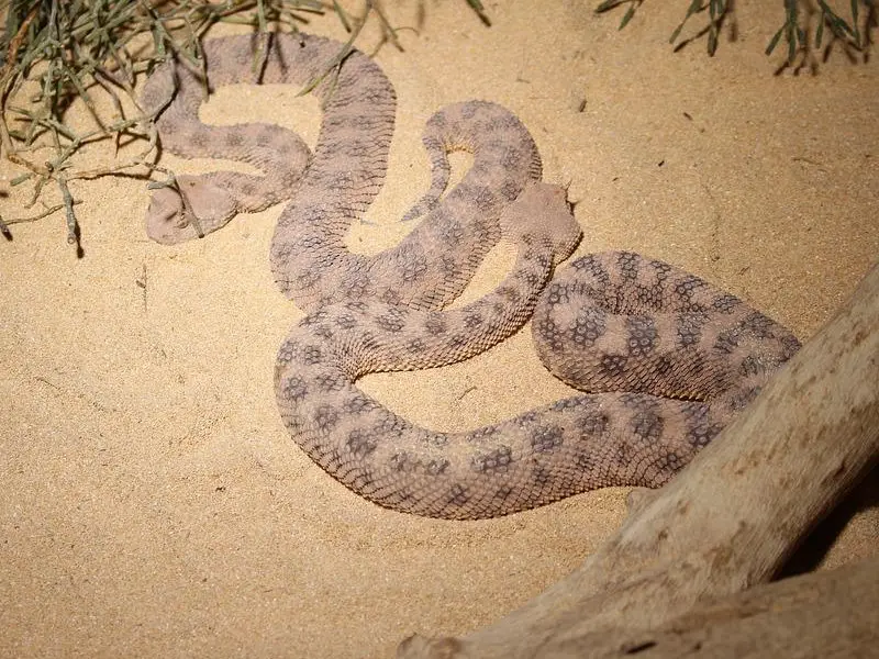 Las 5 serpientes más venenosas de Marruecos que debes conocer