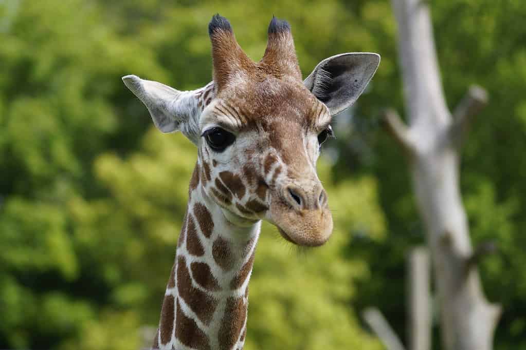 Los 17 mejores zoológicos del Reino Unido + Safari Parks [2023]
