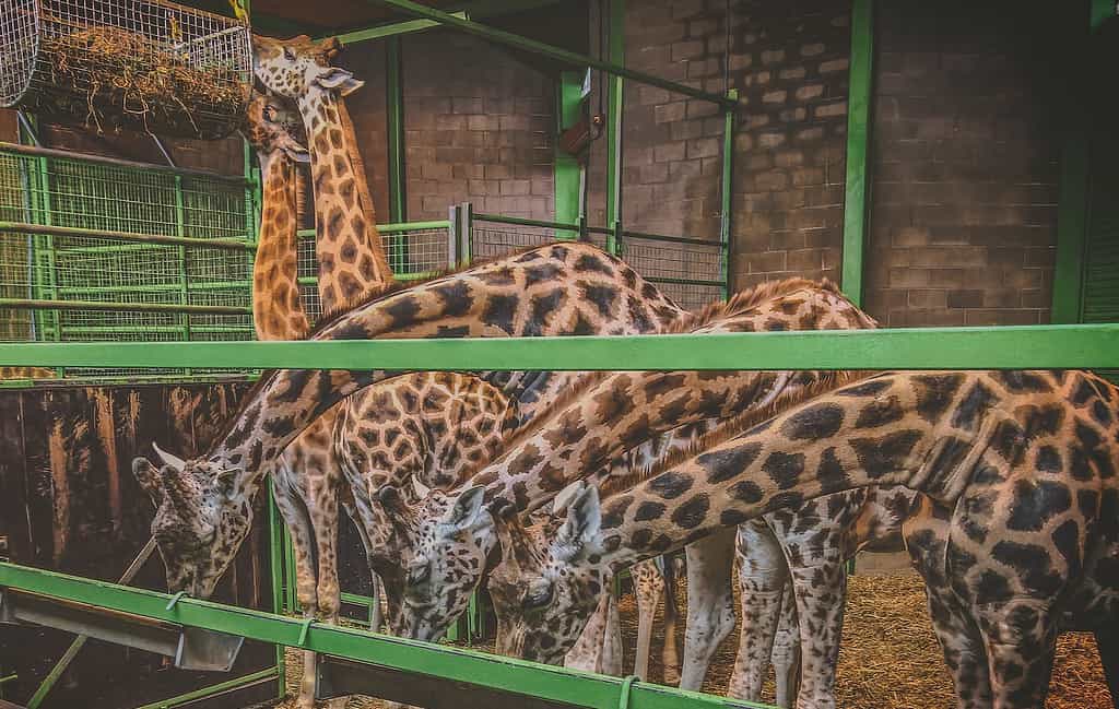 Los 17 mejores zoológicos del Reino Unido + Safari Parks [2023]