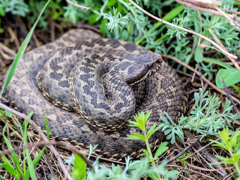 Las serpientes más venenosas de Italia: 7 serpientes mortales