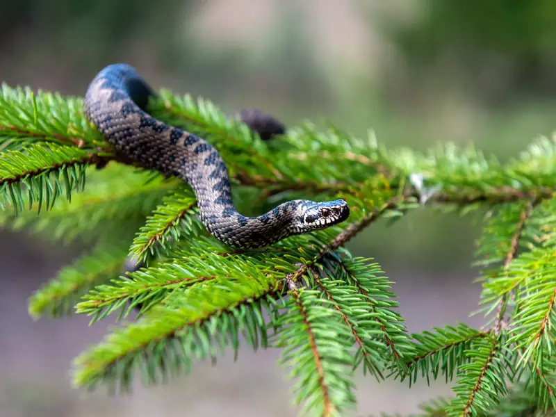Las serpientes más venenosas de Italia: 7 serpientes mortales