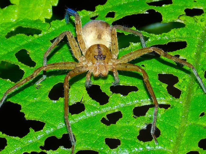 La Guía Definitiva Para Arañas Aterradoras Y Hermosas En Cuba