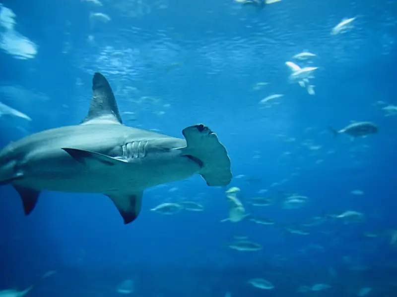 ¿Hay tiburones en Bali? 9 especies a tener en cuenta