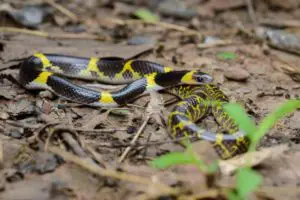 Las 11 serpientes más peligrosas de Tailandia