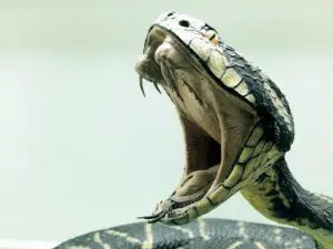 Las 11 serpientes más peligrosas de Tailandia