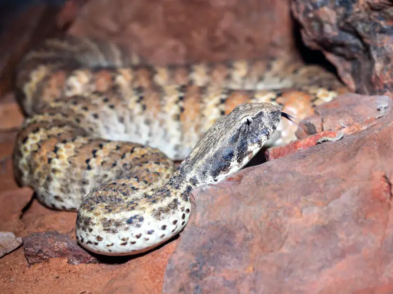 Las 7 serpientes más peligrosas de Sudáfrica que debes conocer