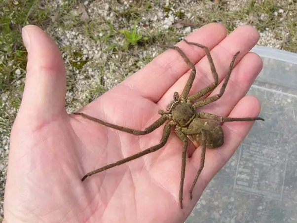 Arañas en Tailandia: 5 bichos más espeluznantes para evitar