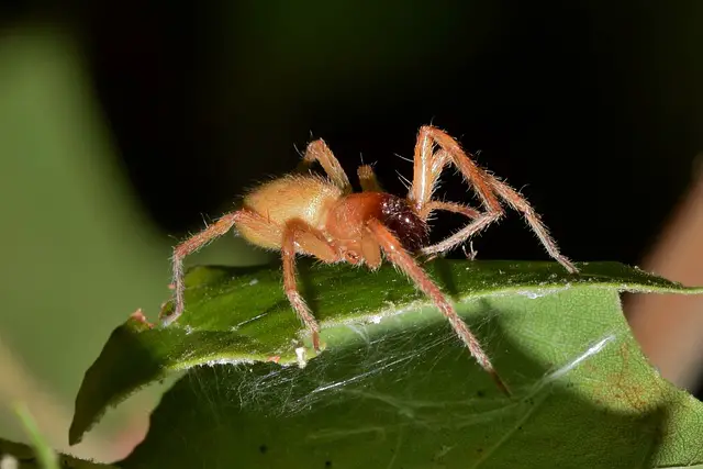 Arañas en Tailandia: 5 bichos más espeluznantes para evitar