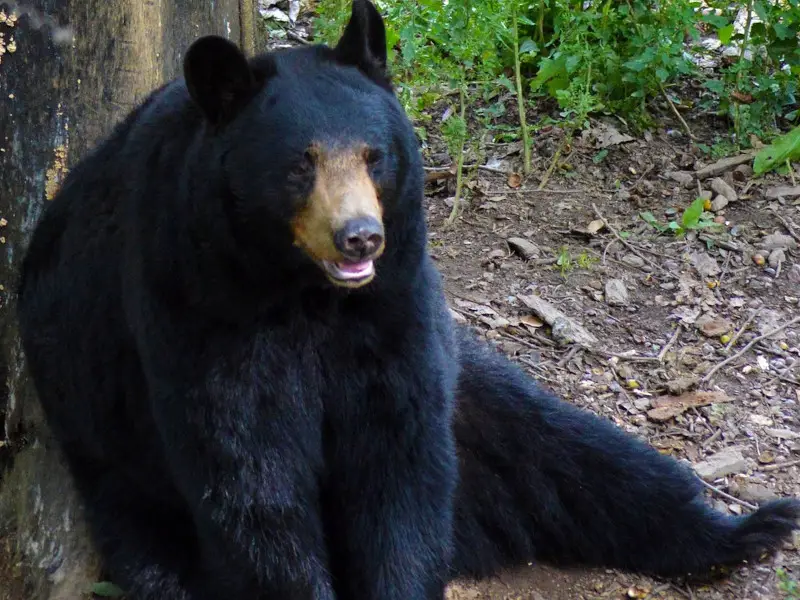 Â¿Son peligrosos los osos? Una guÃ­a completa de las grandes bestias