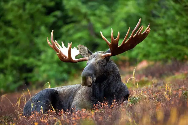 Los 9 animales más peligrosos de Canadá encontrados en estado salvaje