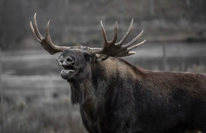 Los 7 animales más peligrosos de Alaska: el desierto de Alaska