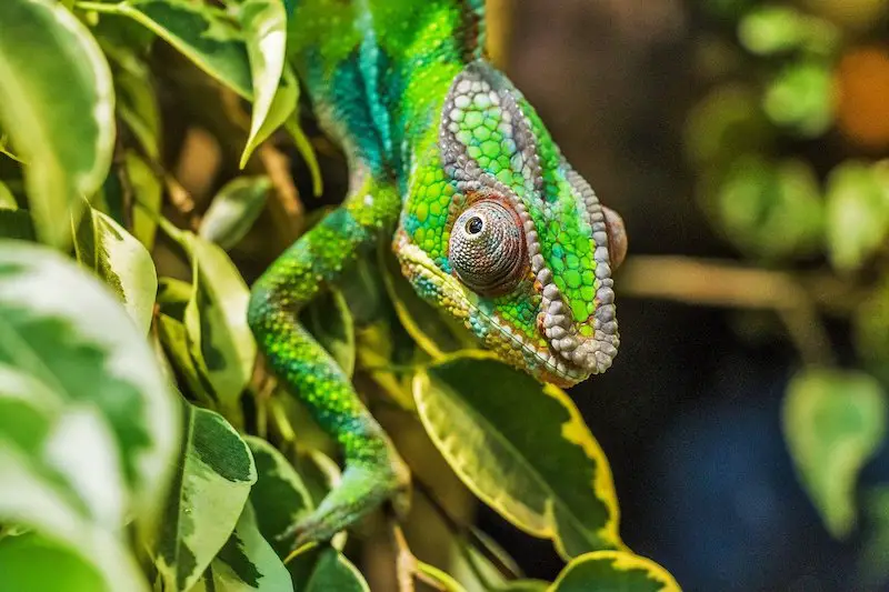 Los 7 animales más peligrosos encontrados en la isla de Madagascar