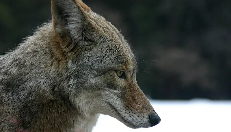 Los 7 animales más peligrosos de Kentucky: la vida silvestre más letal