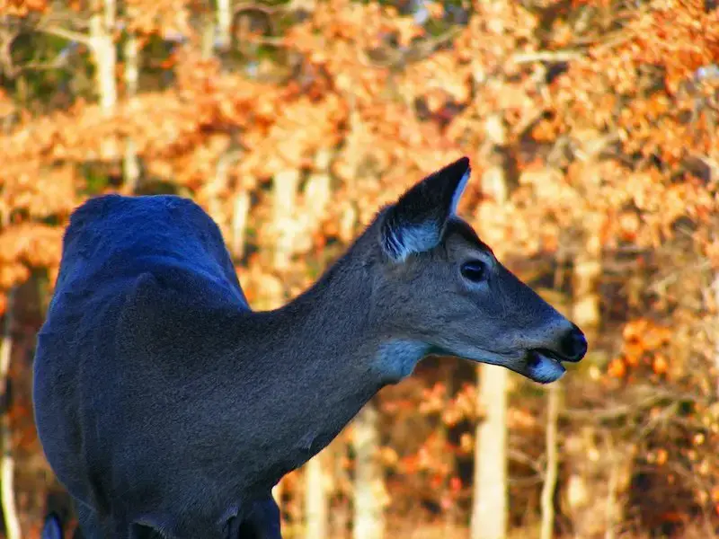 Los 7 animales más peligrosos de Kentucky: la vida silvestre más letal