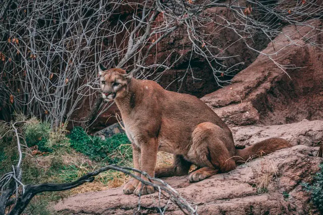 11 de los animales más peligrosos que puedes encontrar en Utah