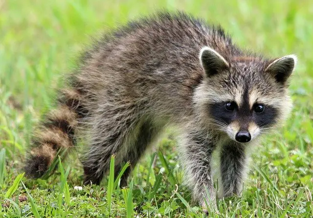 11 de los animales más peligrosos que puedes encontrar en Utah