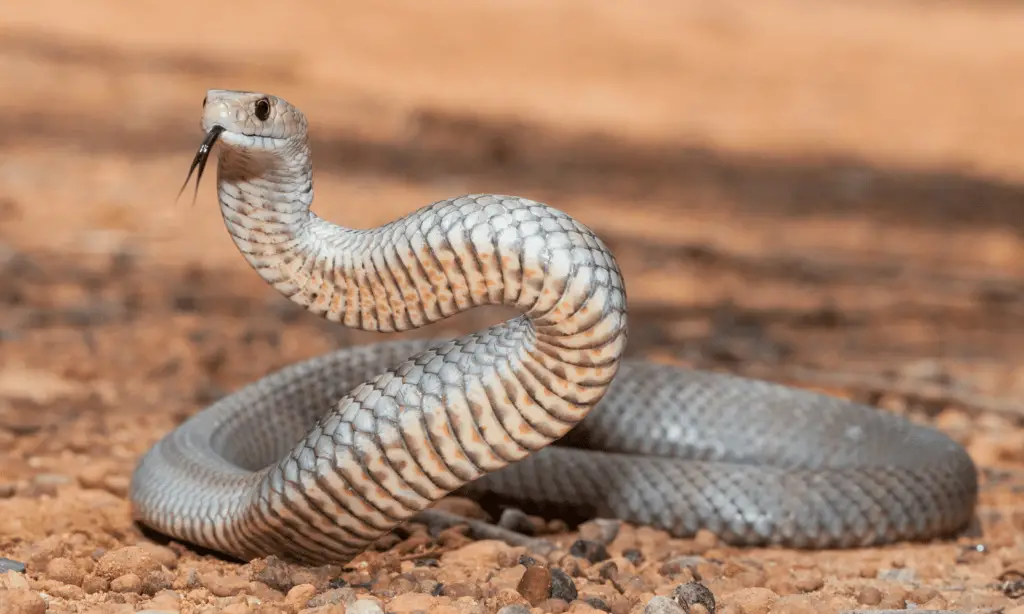 Los 12 animales más peligrosos de Australia