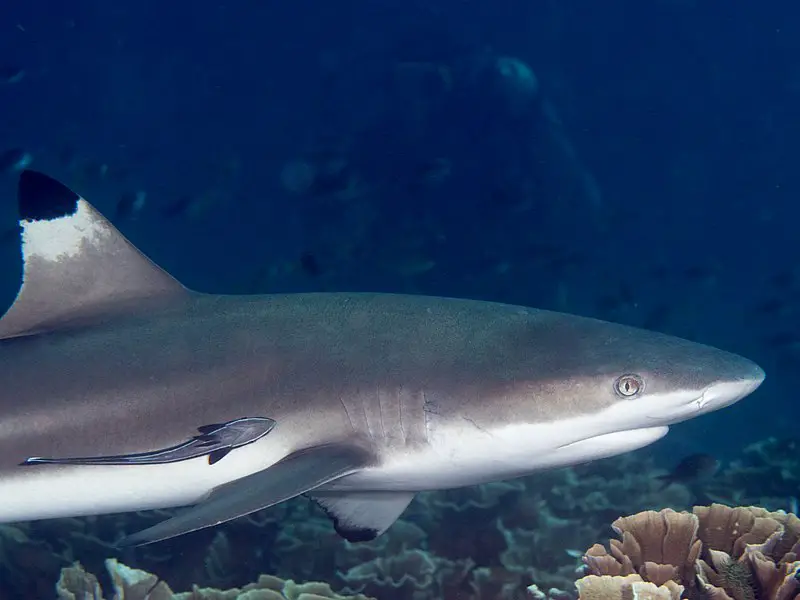 Los 7 tiburones más peligrosos del mundo: las especies más mortíferas