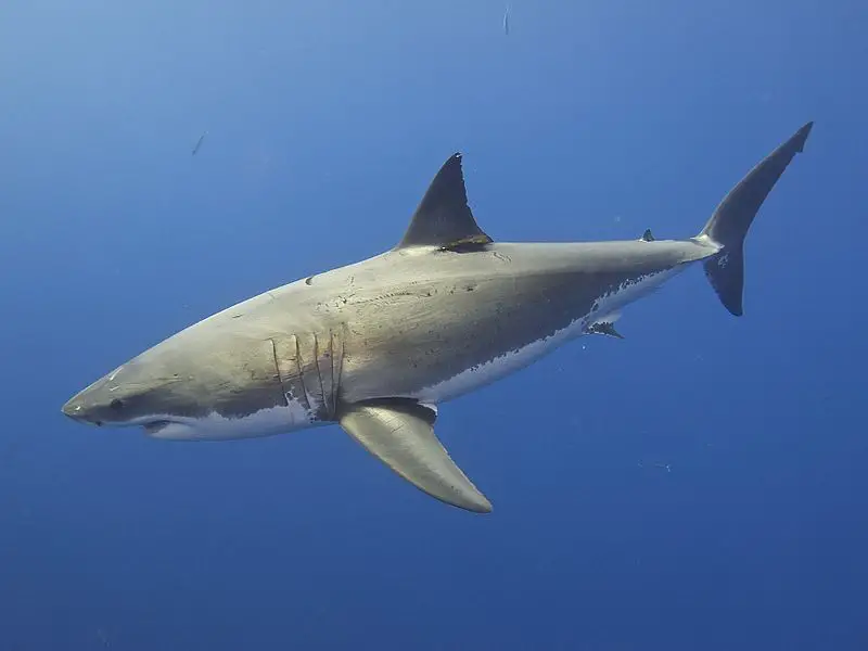 Los 7 tiburones más peligrosos del mundo: las especies más mortíferas