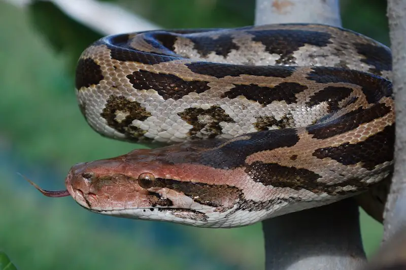 Las 7 serpientes más letales de la India: las malas y las venenosas
