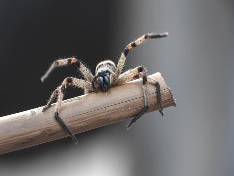 Cómo detectar 7 arañas griegas