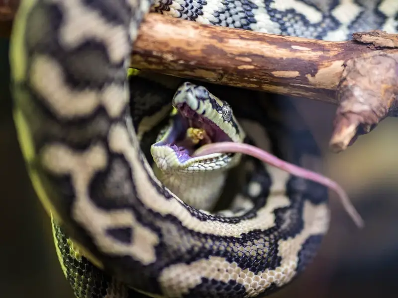 7 serpientes no venenosas y venenosas en Canadá para conocer