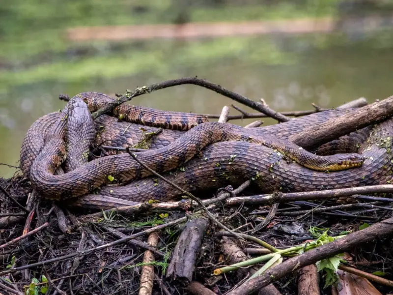 7 serpientes no venenosas y venenosas en Canadá para conocer