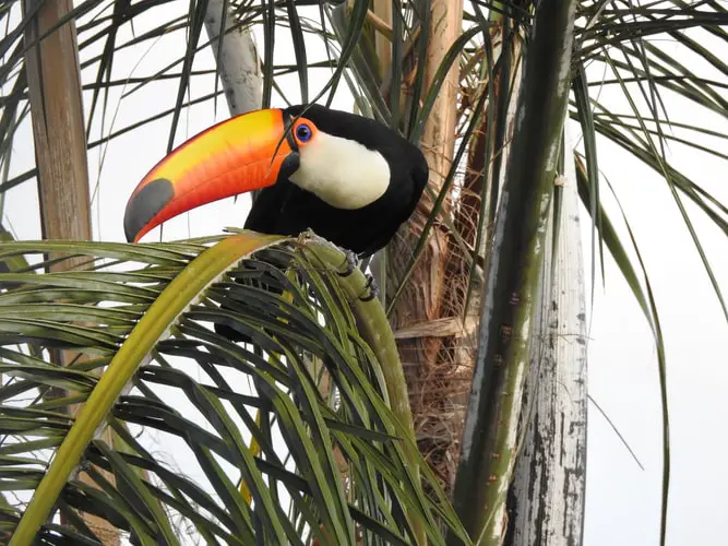 Los 5 mejores lugares para ver monos en Costa Rica (2022)