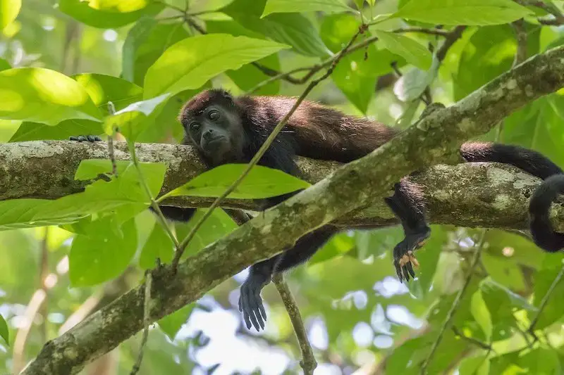 Los 5 mejores lugares para ver monos en Costa Rica (2022)