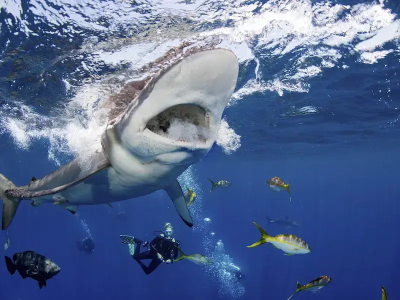 ¿Hay tiburones en Costa Rica? 7 especies de tiburones que encontrarás