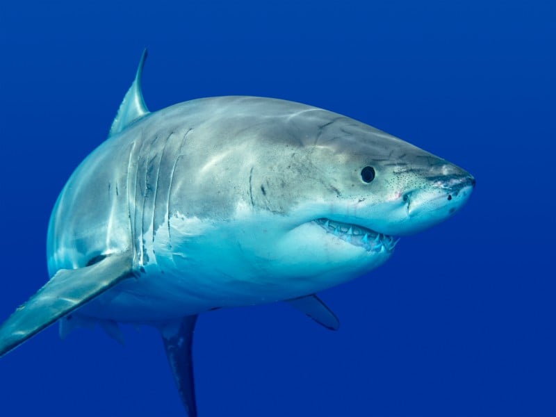 ¿Hay tiburones en las Maldivas? 9 especies a tener en cuenta