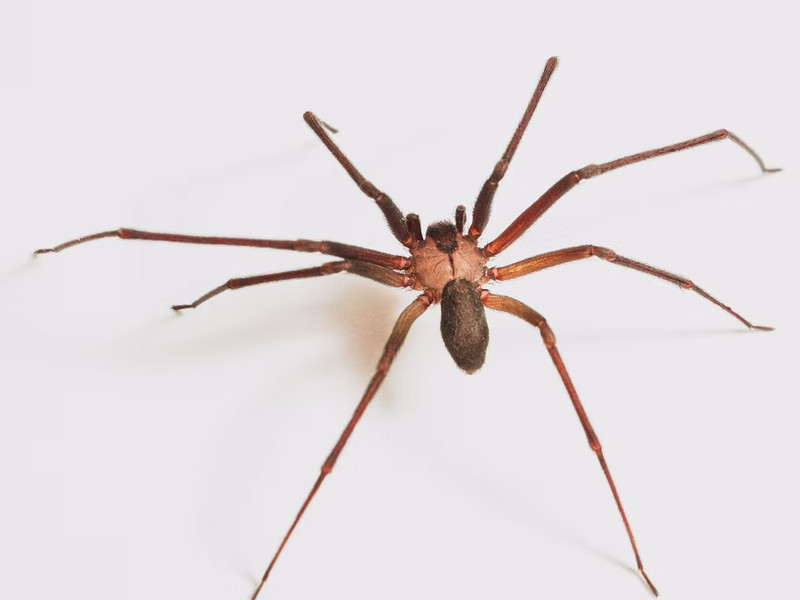 Las 5 arañas más intrigantes de Finlandia que debes conocer