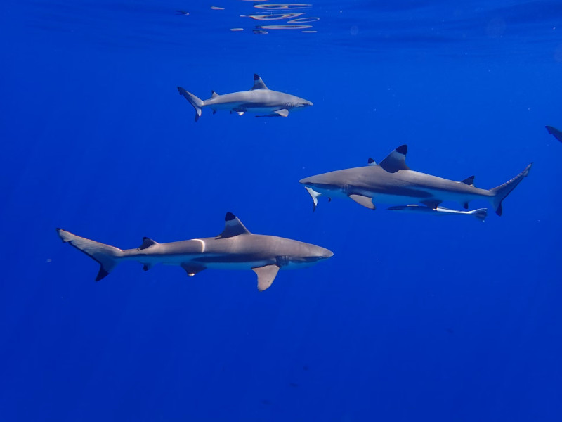 ¿Hay tiburones en Italia? 5 especies que podrías encontrar