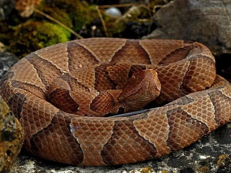Las 7 serpientes más venenosas de Texas: Especies mortales a evitar