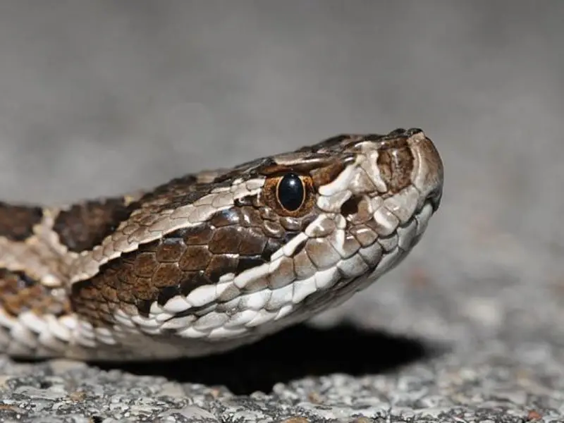 Las 7 serpientes más venenosas de Texas: Especies mortales a evitar