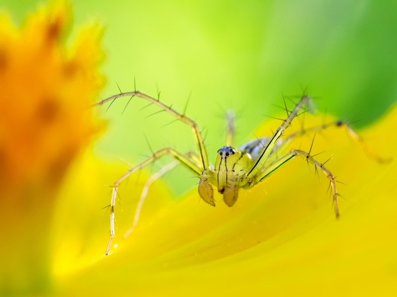 7 hermosas y escurridizas arañas de Kuwait que debes conocer
