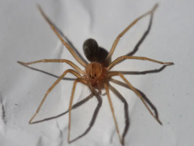 7 arañas comunes que puedes encontrar en Florida