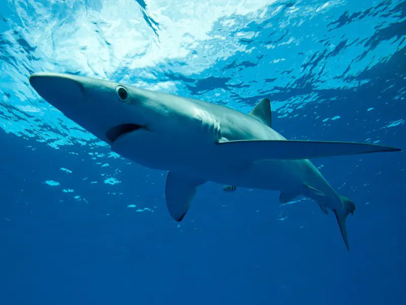 ¿Hay tiburones en el Océano Índico? 7 especies comunes
