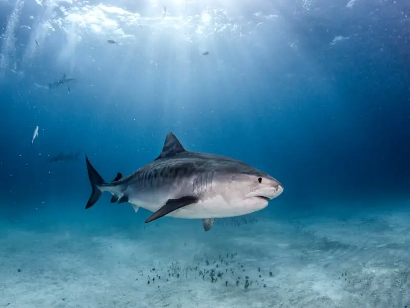 ¿Hay tiburones en el mar Mediterráneo? 9 especies comunes