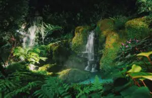 Los 5 Mejores Tours En La Selva Amazónica En Manaos, Brasil (2023)