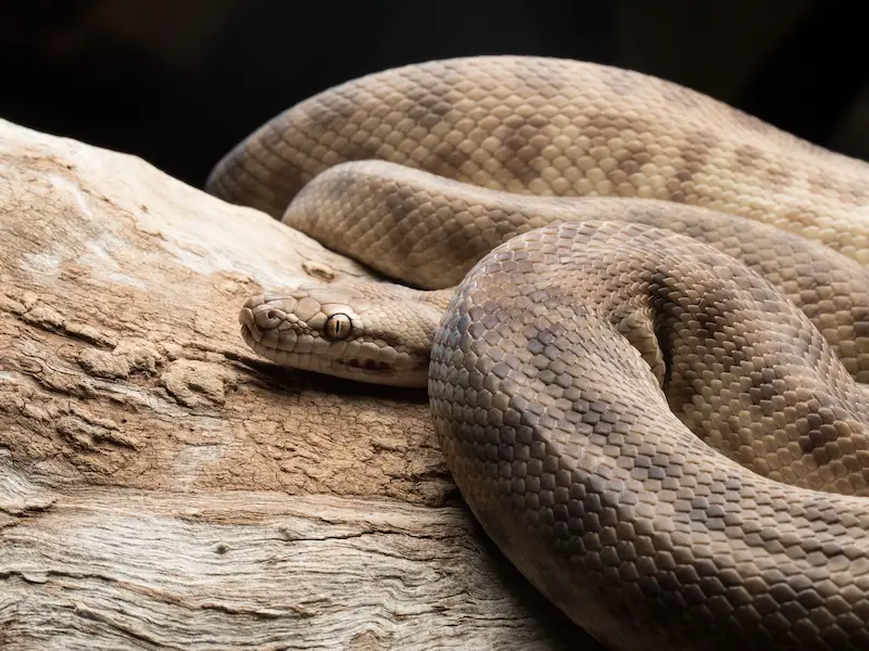 Las serpientes más peligrosas de Japón: 7 especies a evitar