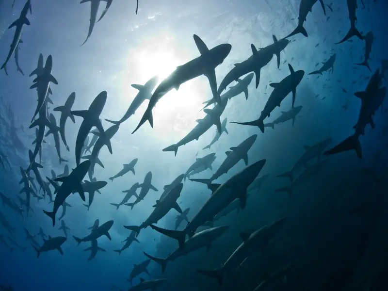 ¿Hay tiburones en el Mar Negro? 5 especies que podrías encontrar